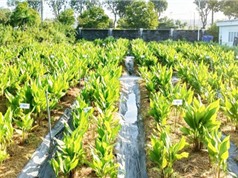 TPHCM: Mô hình canh tác nghệ đen năng suất cao